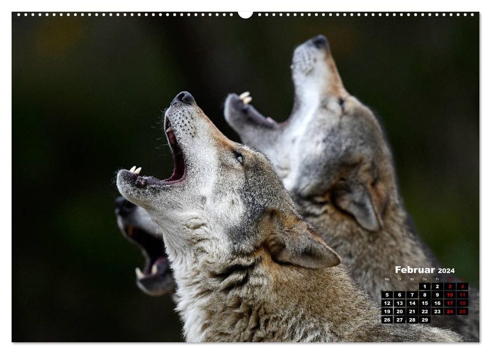 Bienvenue Loup (Calvendo Premium Wall Calendar 2024) 