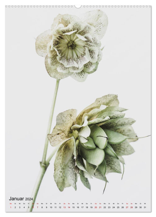 Fleurs pures (Calendrier mural CALVENDO Premium 2024) 