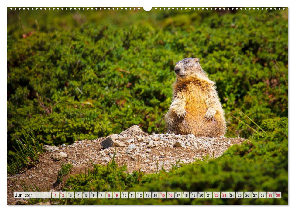 Bündnerland (CALVENDO Premium Wandkalender 2024)