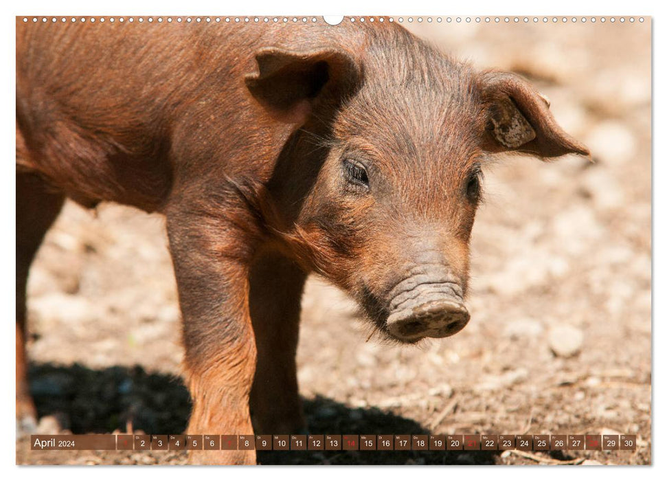 Happy Pigs Porcelets Berkshire-Iberico (Calendrier mural CALVENDO 2024) 