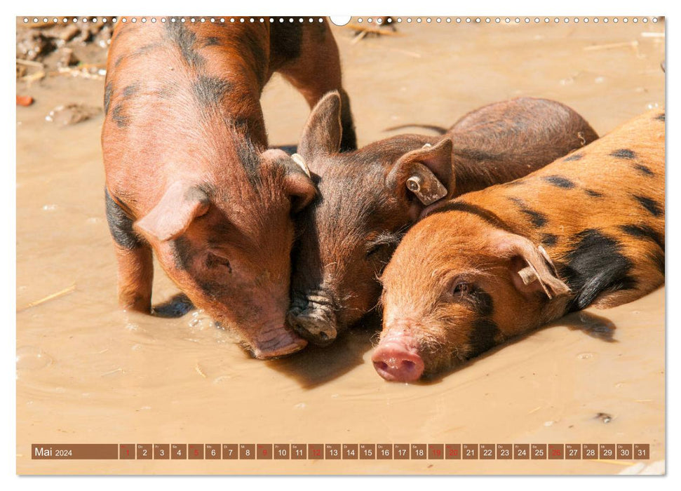 Glückliche Schweine Berkshire-Iberico Ferkel (CALVENDO Wandkalender 2024)