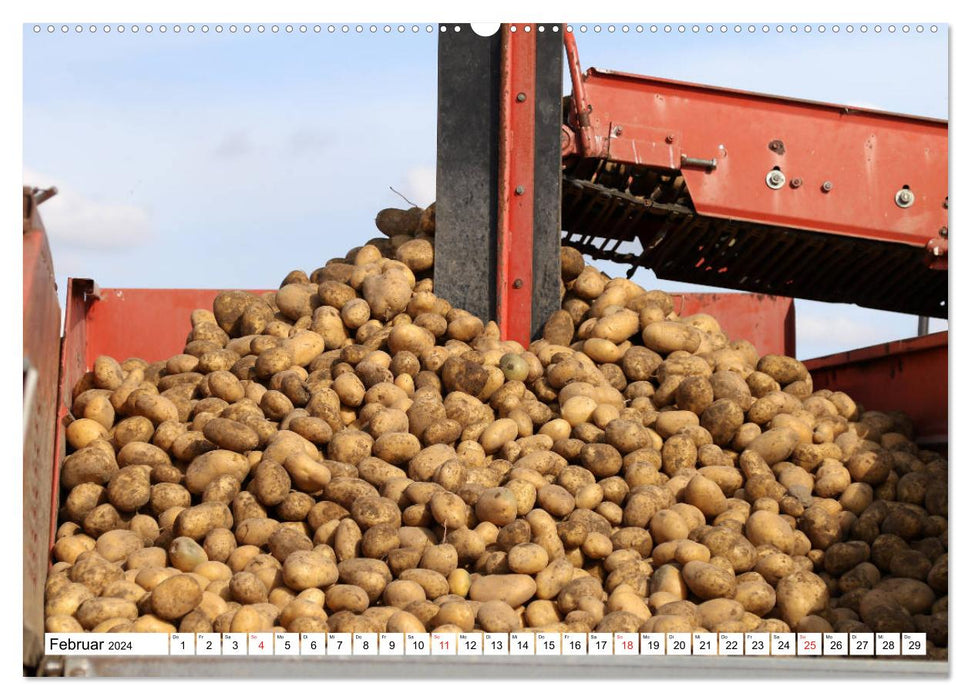 Récolte de pommes de terre - vivez-la de près (Calendrier mural CALVENDO Premium 2024) 