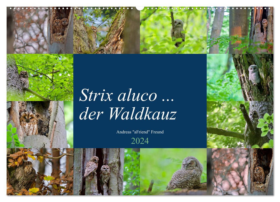 Strix aluco ... der Waldkauz (CALVENDO Wandkalender 2024)