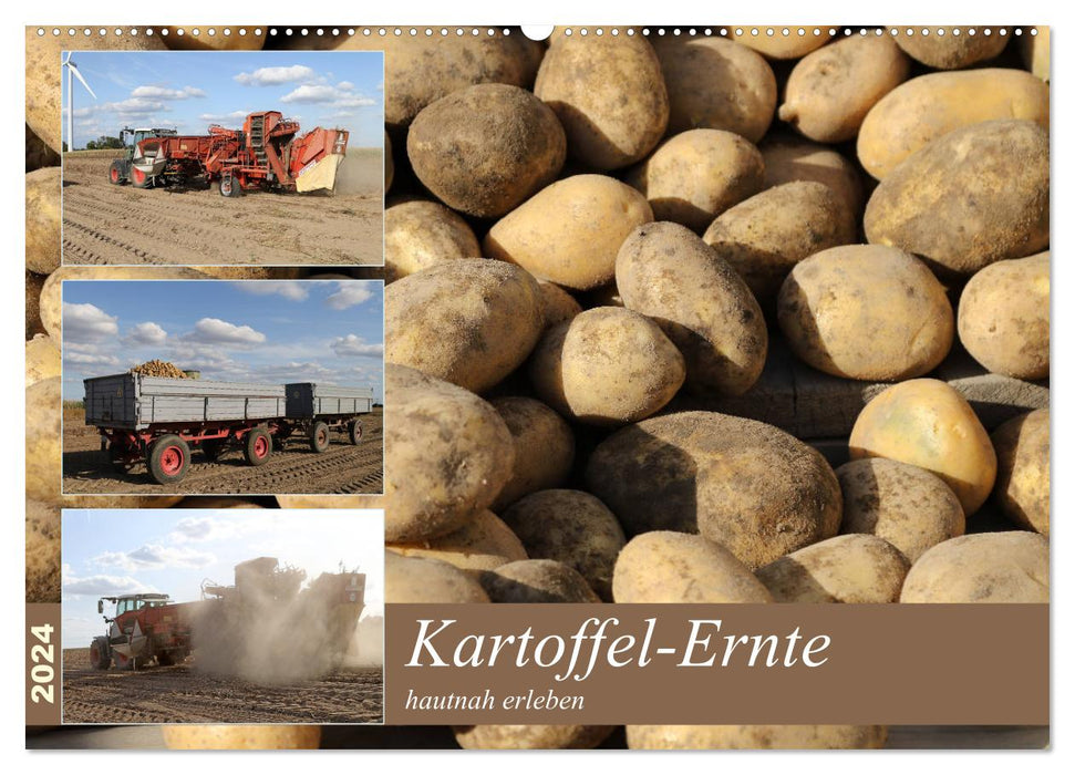 Récolte de pommes de terre - vivez-la de près (calendrier mural CALVENDO 2024) 