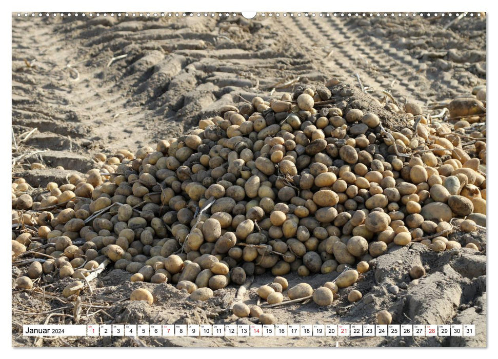 Kartoffel-Ernte - hautnah erleben (CALVENDO Wandkalender 2024)