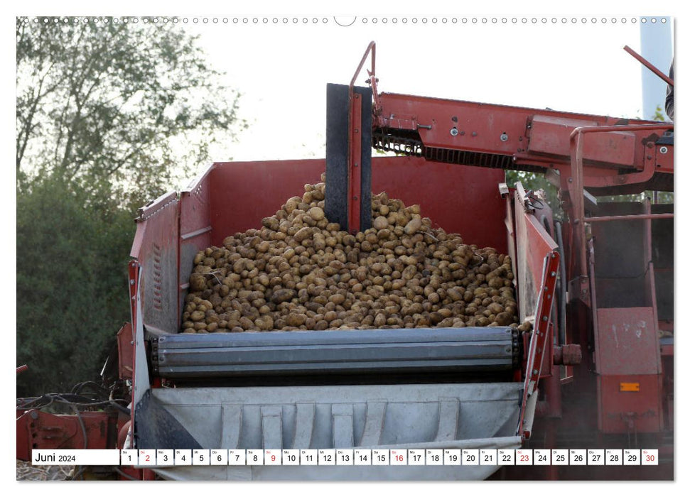 Récolte de pommes de terre - vivez-la de près (calendrier mural CALVENDO 2024) 