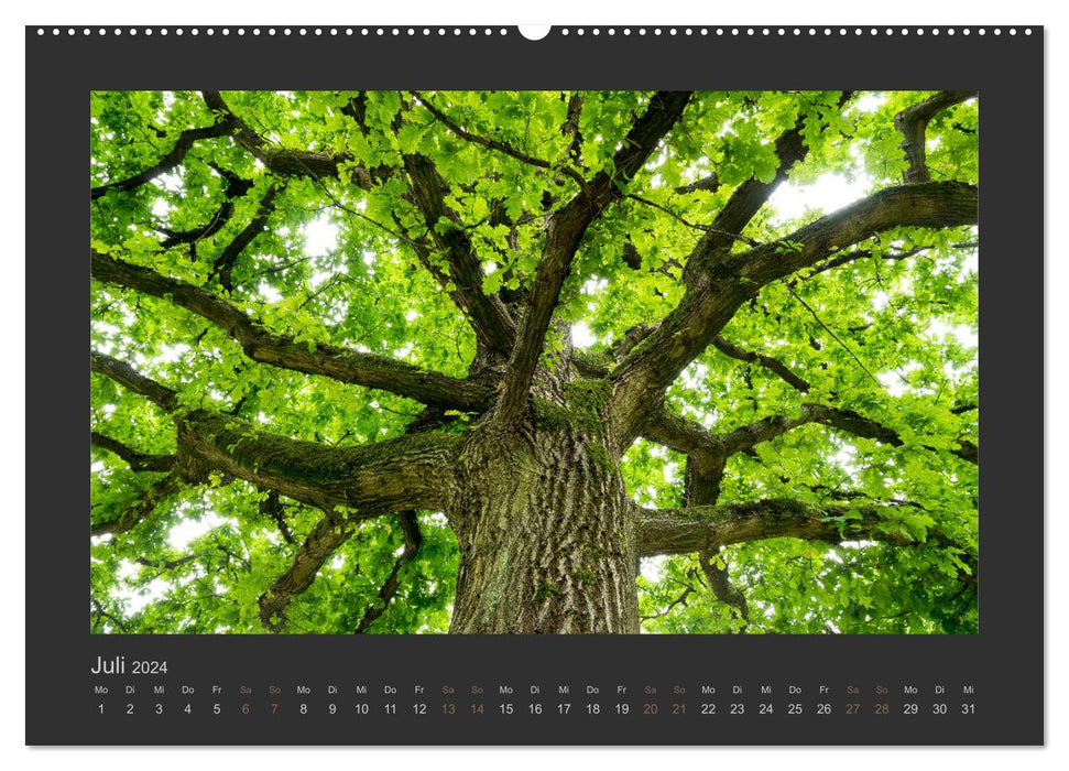 Bäume quer (CALVENDO Premium Wandkalender 2024)