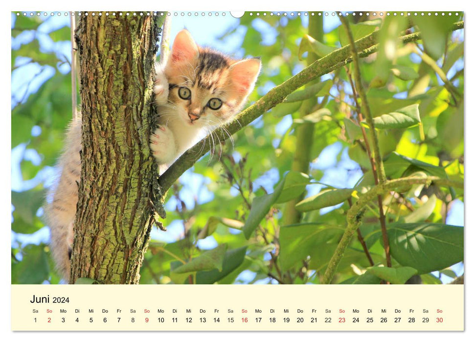 Putzige Katzenkinder. Drollige Kätzchen entdecken die Welt! (CALVENDO Premium Wandkalender 2024)