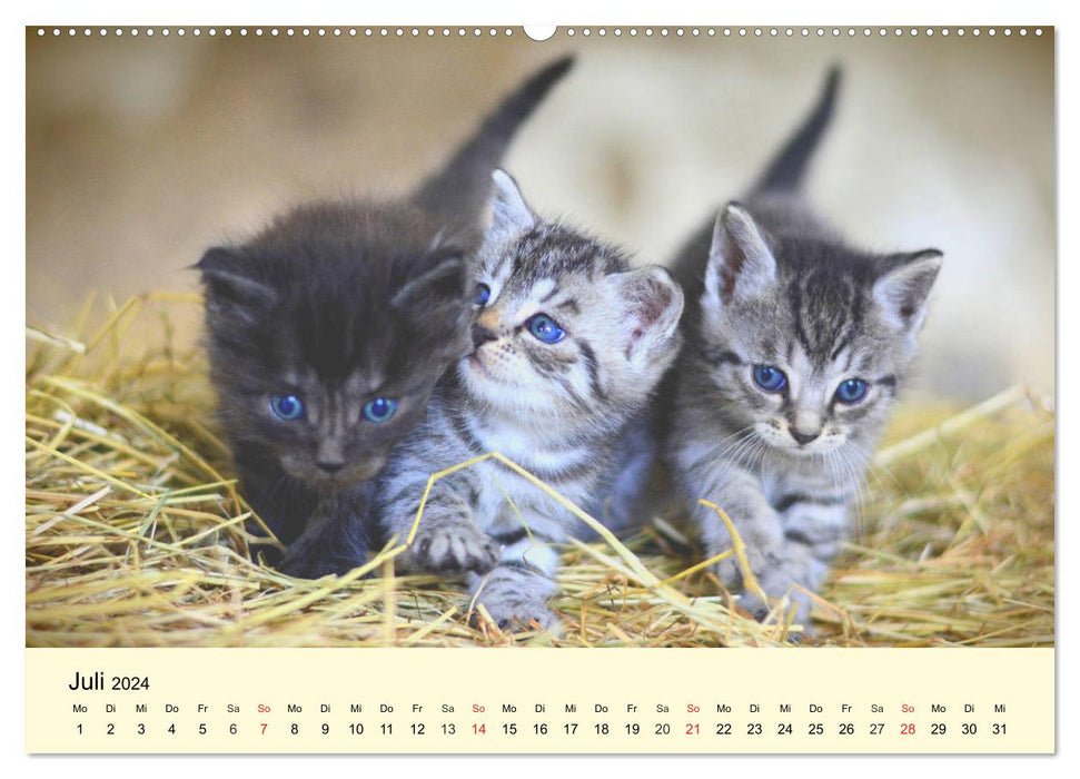 Putzige Katzenkinder. Drollige Kätzchen entdecken die Welt! (CALVENDO Premium Wandkalender 2024)