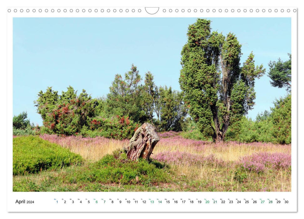 Die Eifel - Vulkane, Heidekraut und sanfte Hügel (CALVENDO Wandkalender 2024)