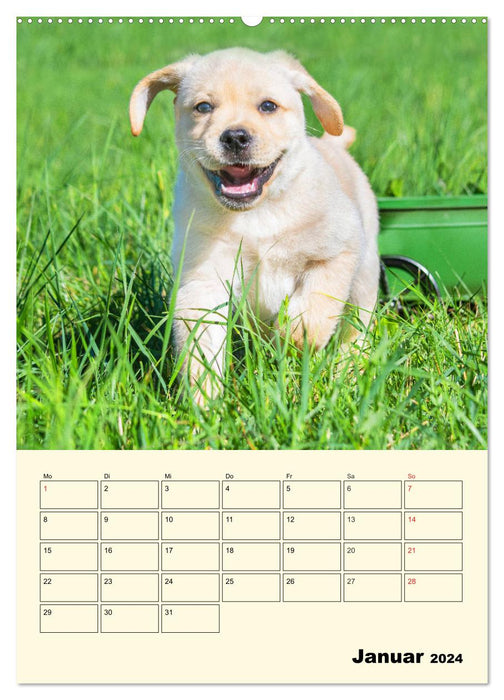 Familienplaner - Labrador Welpen entdecken die Welt (CALVENDO Wandkalender 2024)