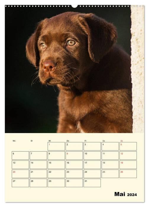 Familienplaner - Labrador Welpen entdecken die Welt (CALVENDO Wandkalender 2024)