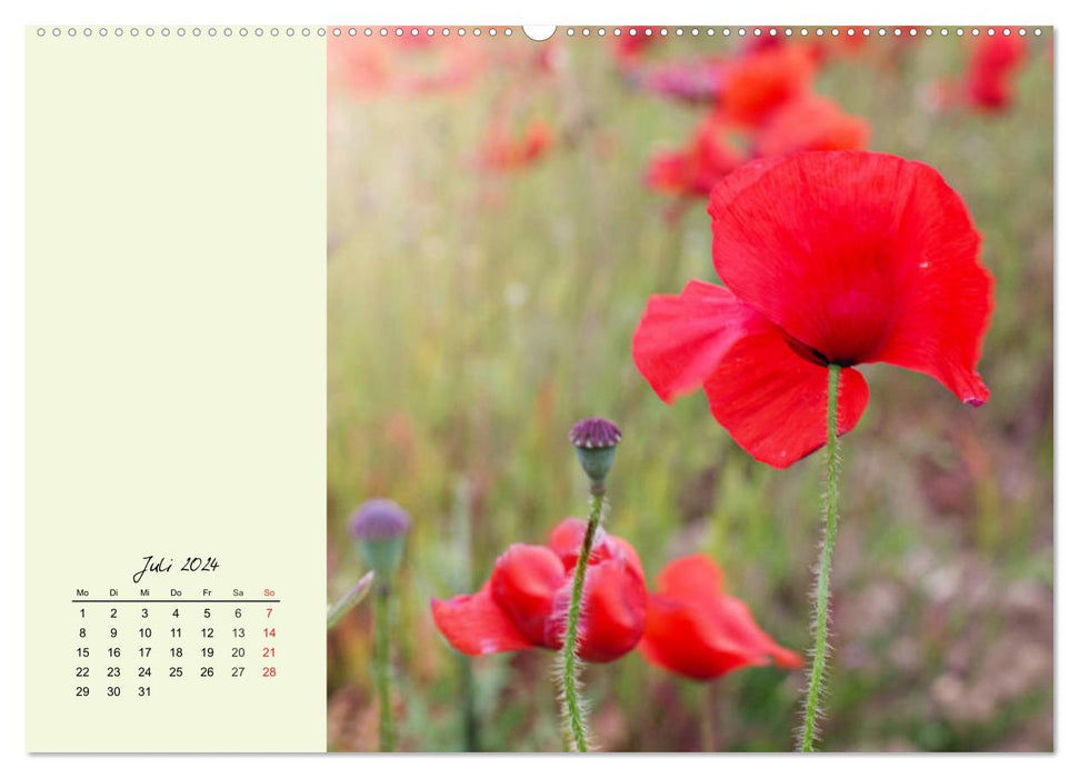 Duftiger Blumentraum und eleganter Blütenzauber! (CALVENDO Premium Wandkalender 2024)
