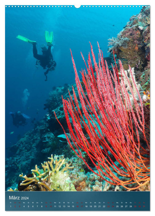 Farbenfrohe Unterwasserwelt (CALVENDO Wandkalender 2024)