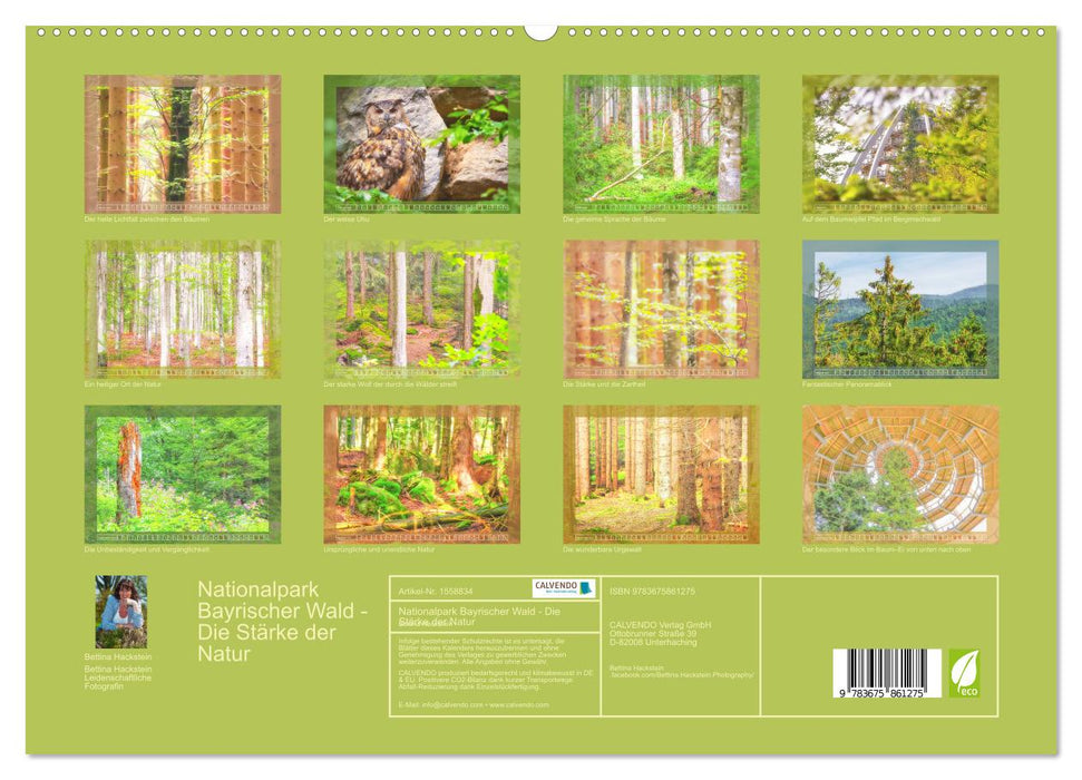 Nationalpark Bayrischer Wald - Die Stärke der Natur (CALVENDO Premium Wandkalender 2024)