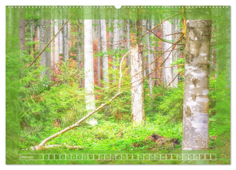 Nationalpark Bayrischer Wald - Die Stärke der Natur (CALVENDO Premium Wandkalender 2024)