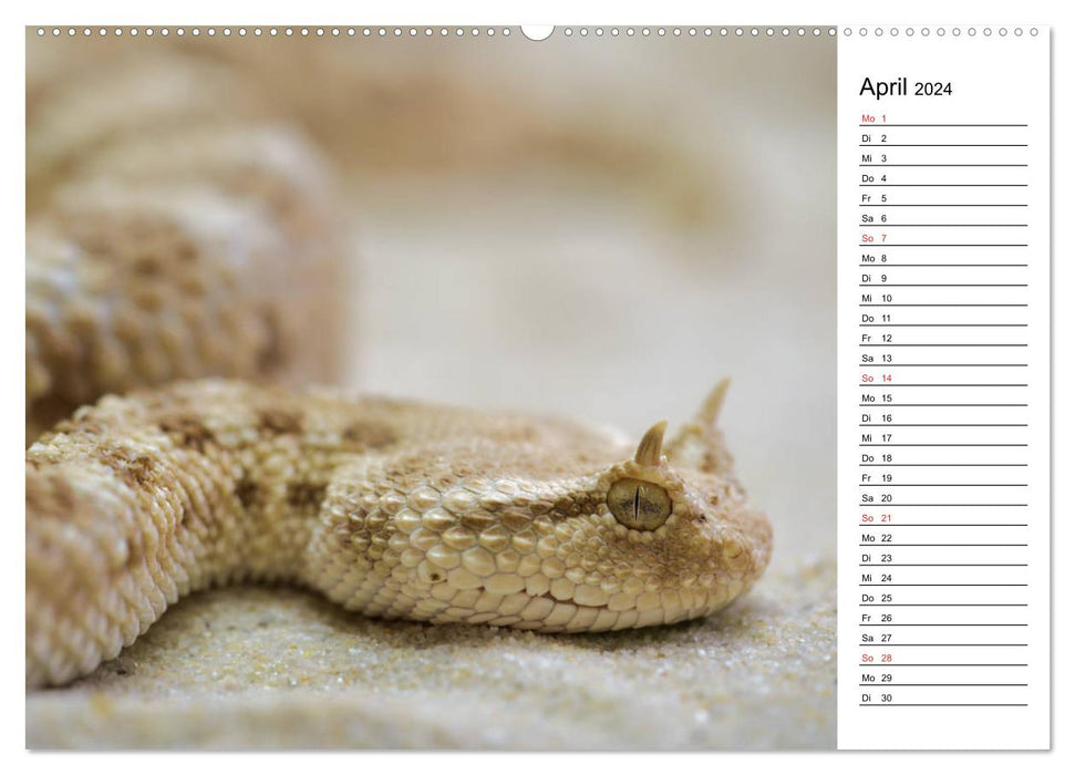 Schlangen. Lauern, kriechen, schlingen (CALVENDO Wandkalender 2024)