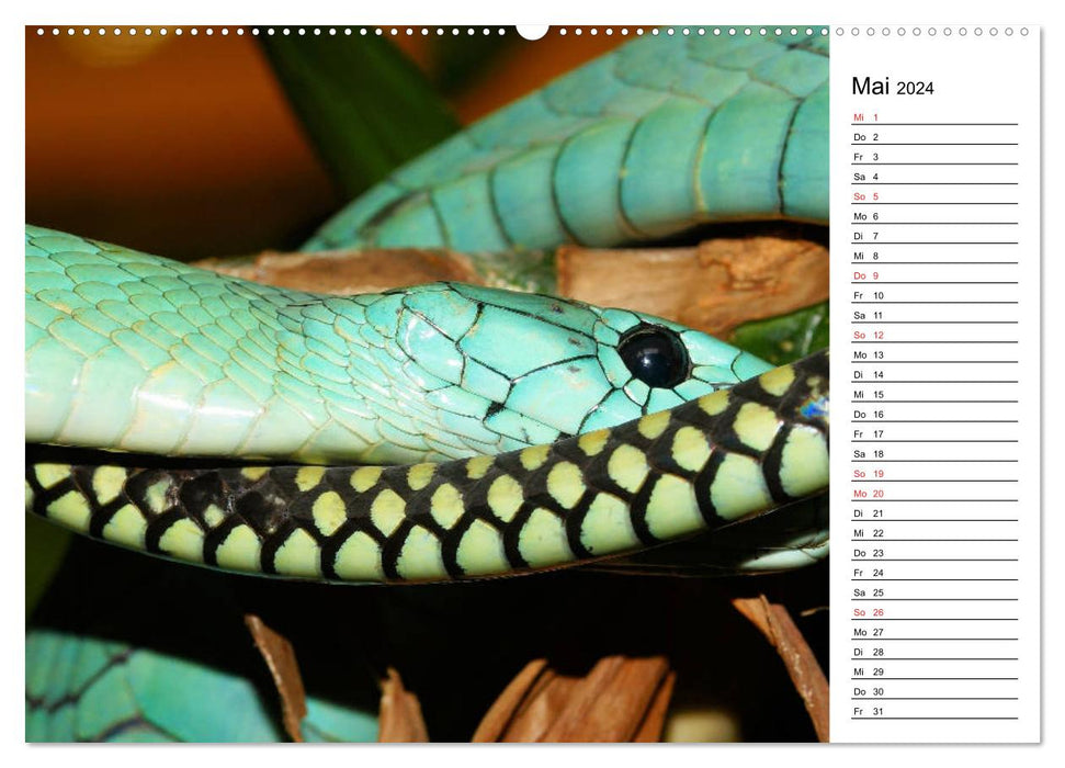 Schlangen. Lauern, kriechen, schlingen (CALVENDO Wandkalender 2024)
