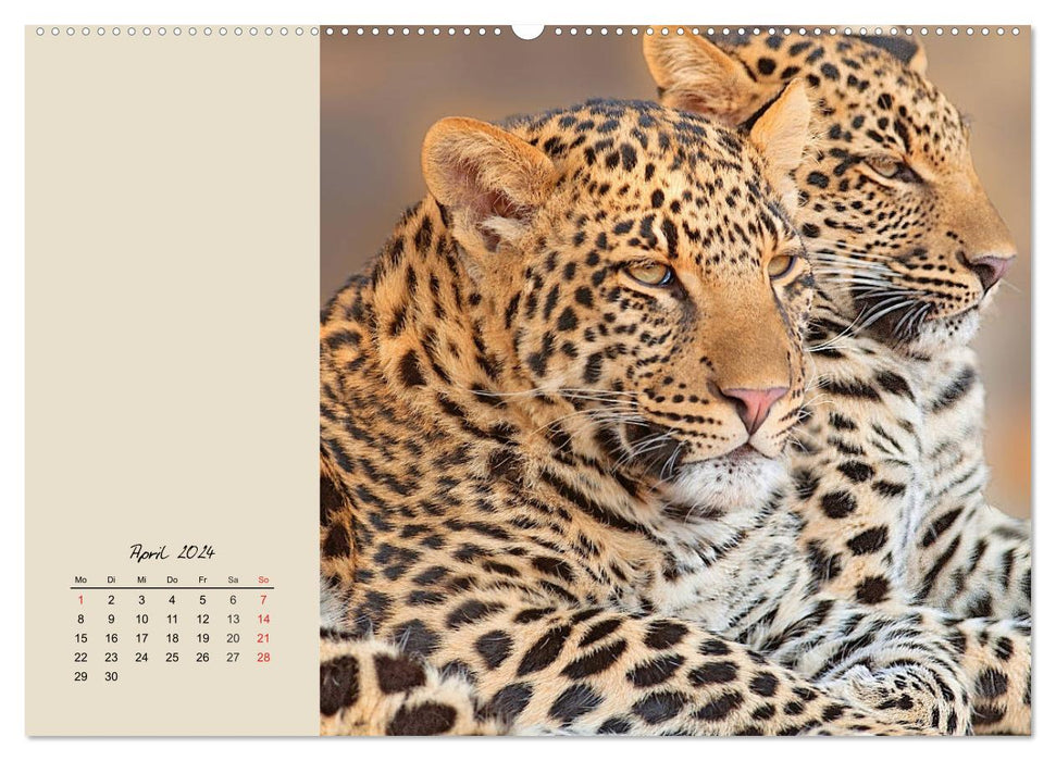 Leoparden. Geschmeidig, kräftig und klug (CALVENDO Premium Wandkalender 2024)