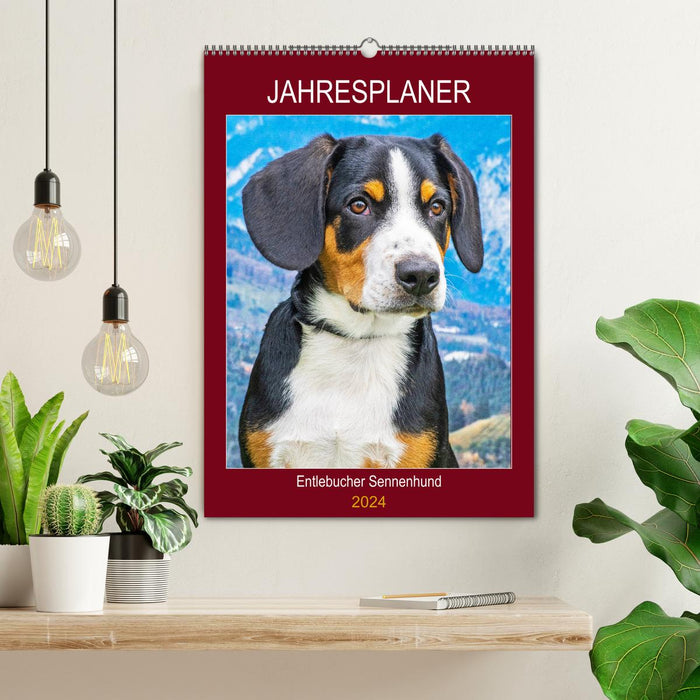 Jahresplaner Entlebucher Sennenhund (CALVENDO Wandkalender 2024)