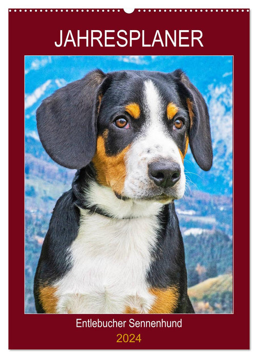 Jahresplaner Entlebucher Sennenhund (CALVENDO Wandkalender 2024)