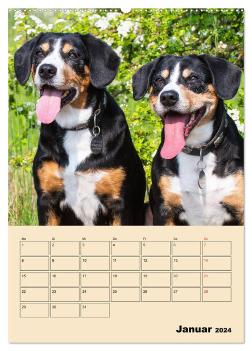 Jahresplaner Entlebucher Sennenhund (CALVENDO Wandkalender 2024)