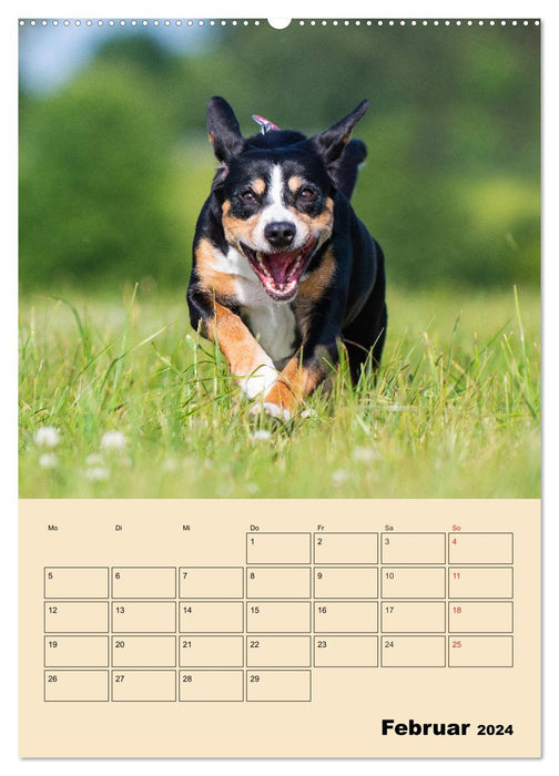 Jahresplaner Entlebucher Sennenhund (CALVENDO Wandkalender 2024)