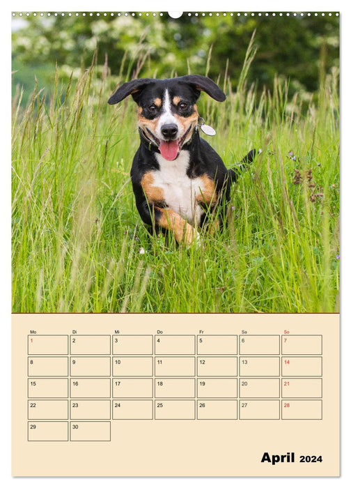 Jahresplaner Entlebucher Sennenhund (CALVENDO Wandkalender 2024)