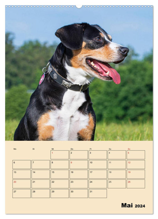 Jahresplaner Entlebucher Sennenhund (CALVENDO Wandkalender 2024)