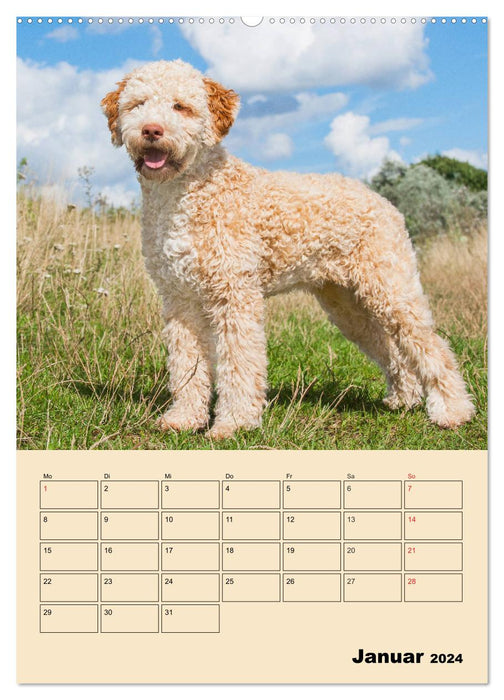 Jahresplaner Lagotto Romagnolo (CALVENDO Wandkalender 2024)