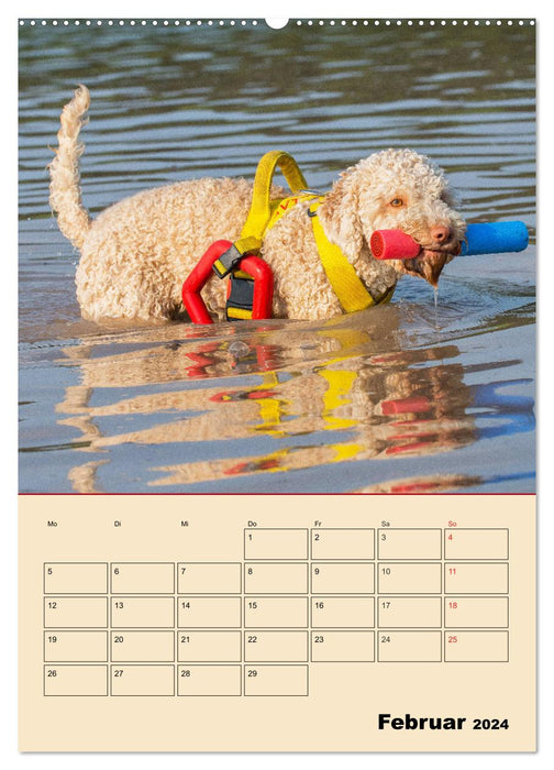 Jahresplaner Lagotto Romagnolo (CALVENDO Wandkalender 2024)