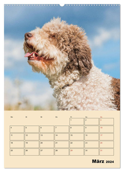 Jahresplaner Lagotto Romagnolo (CALVENDO Wandkalender 2024)