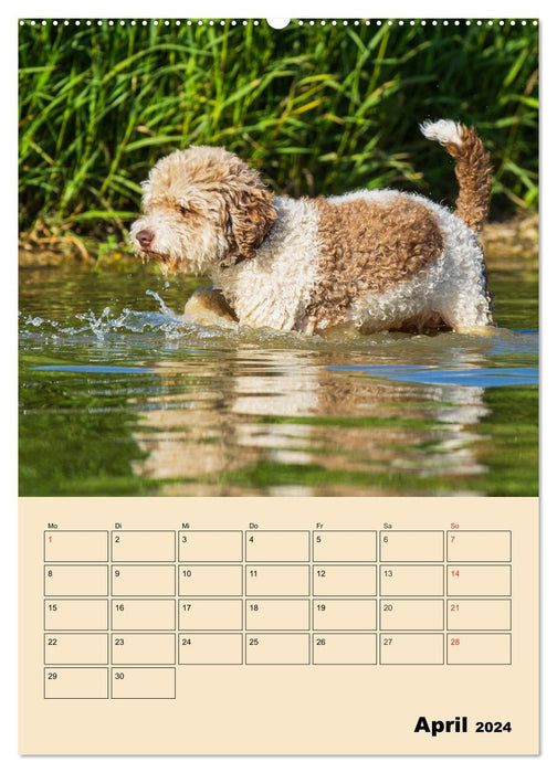 Jahresplaner Lagotto Romagnolo (CALVENDO Wandkalender 2024)