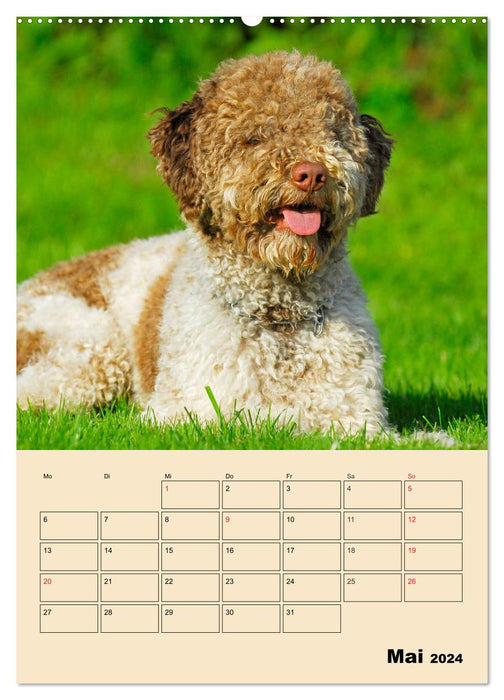 Jahresplaner Lagotto Romagnolo (CALVENDO Wandkalender 2024)