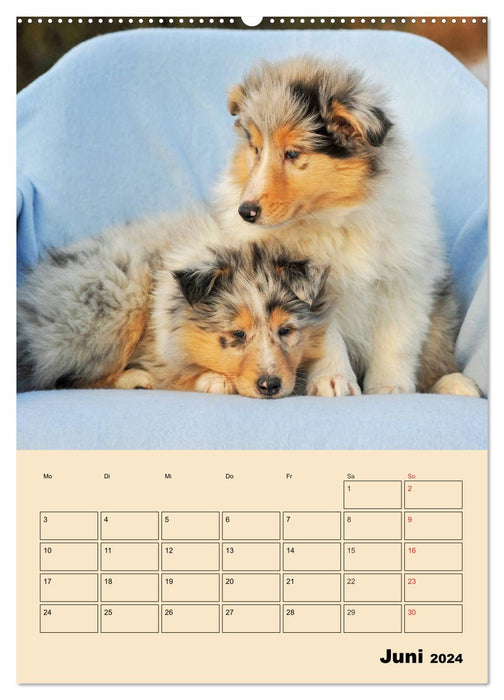 Familienplaner - Mit Colliekindern durch das Jahr (CALVENDO Wandkalender 2024)