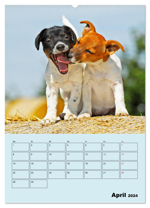 Familienplaner Jack und Parson Russell Terrier (CALVENDO Wandkalender 2024)