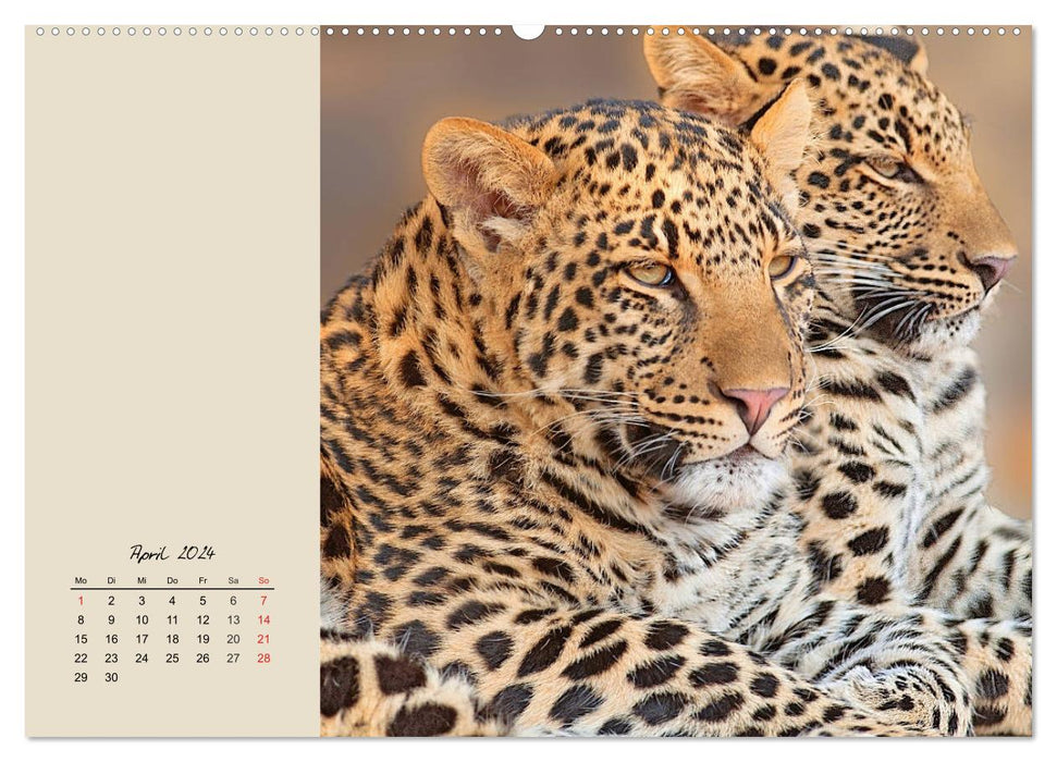 Leoparden. Geschmeidig, kräftig und klug (CALVENDO Wandkalender 2024)