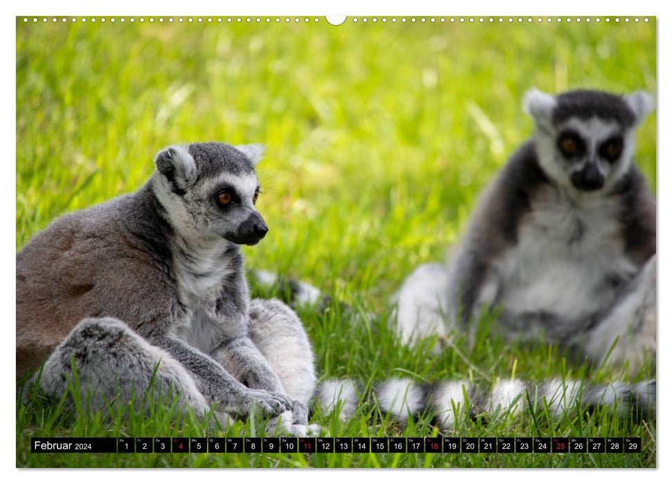 Lemuren die süßen Bewohner Madagaskars (CALVENDO Premium Wandkalender 2024)