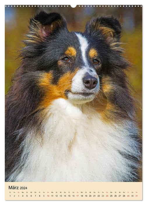 Sheltie - Wirbelwind auf 4 Pfoten (CALVENDO Wandkalender 2024)