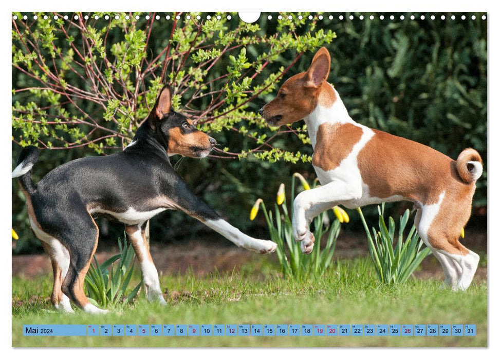 Zauberhafte Basenji-Welpen (CALVENDO Wandkalender 2024)