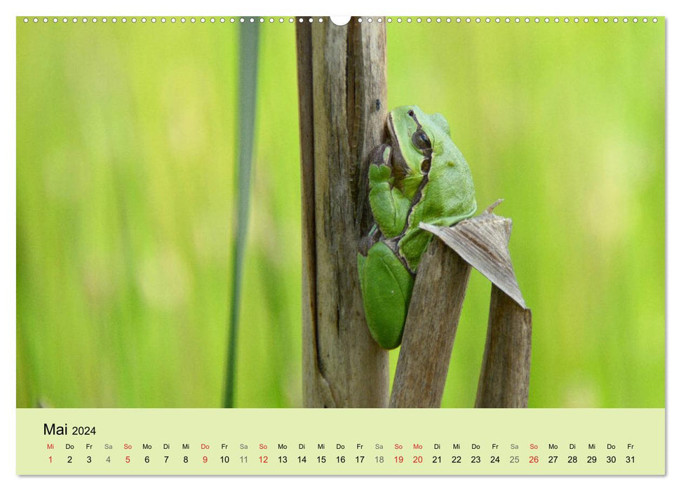 Feuersalamander und Co. (CALVENDO Premium Wandkalender 2024)