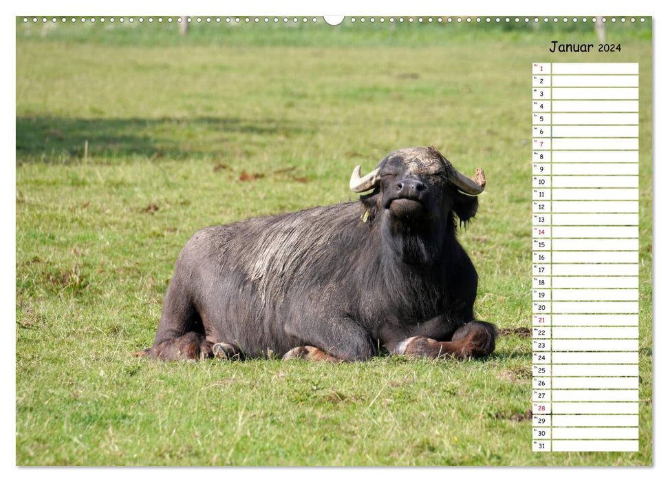 Wasserbüffel - Geburtstagskalender (CALVENDO Wandkalender 2024)