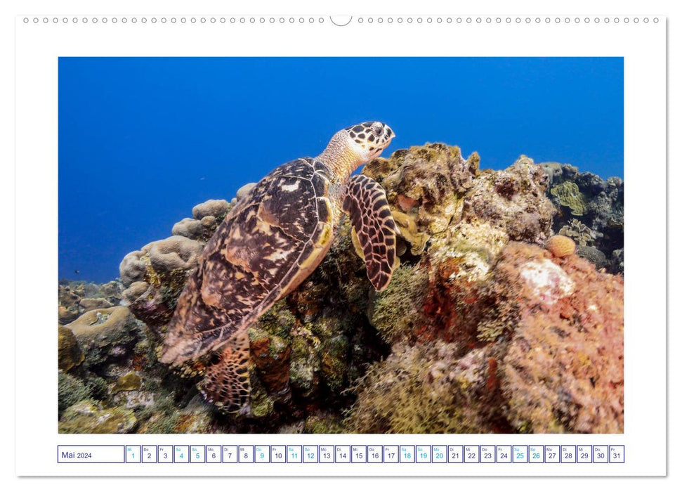 Begegnung mit Meeresschildkröten (CALVENDO Wandkalender 2024)