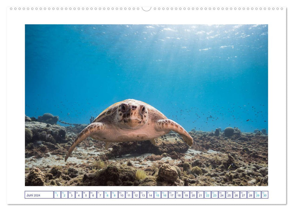 Begegnung mit Meeresschildkröten (CALVENDO Wandkalender 2024)