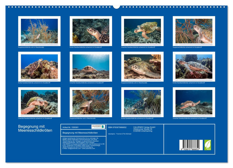 Begegnung mit Meeresschildkröten (CALVENDO Premium Wandkalender 2024)