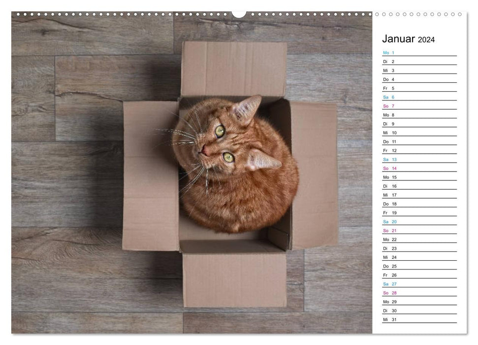 Karton Katzen (CALVENDO Premium Wandkalender 2024)