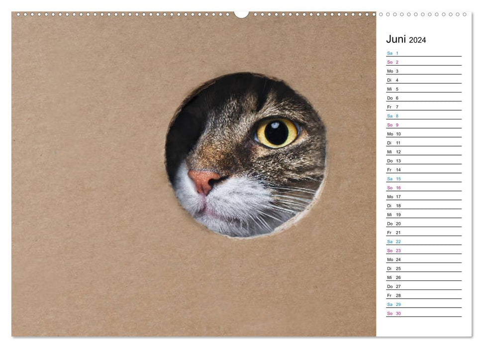 Karton Katzen (CALVENDO Premium Wandkalender 2024)