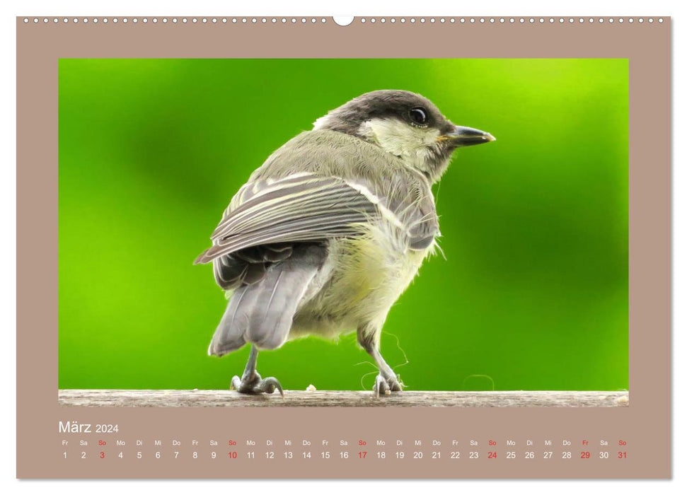 Vogelporträts - Heimische Vögel auf meinem Balkon (CALVENDO Premium Wandkalender 2024)