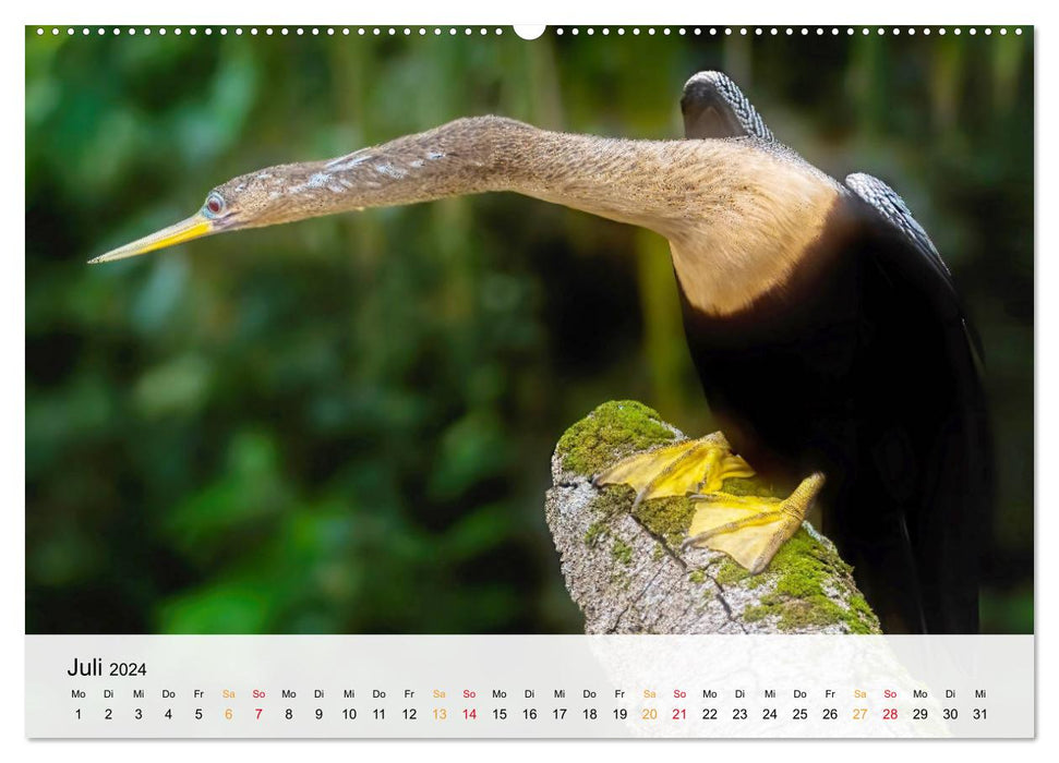 Costa Rica - Cocos Island (CALVENDO Premium Wandkalender 2024)