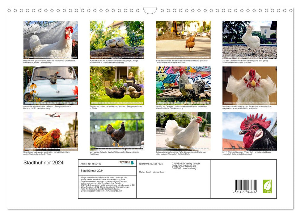 Stadthühner (CALVENDO Wandkalender 2024)
